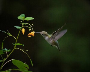 Closeup shot of a beautiful hummingbird flying to drink from flowers