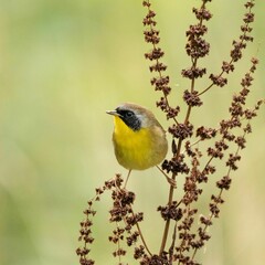 Closeup shot of a common yellowthroat bird perched on a plant