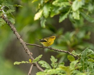Selective focus shot of a magnolia warbler perched on a wooden tree branch