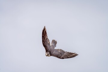 Closeup of a Peregrine falcon (Falco peregrinus) in the sky during its flight
