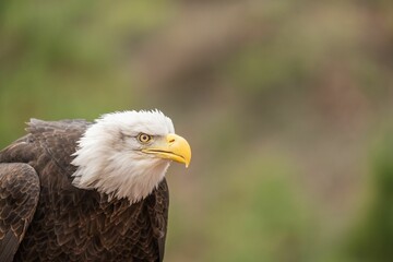 Closeup of a bald eagle (Haliaeetus leucocephalus) against blurred background