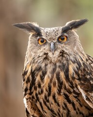 Vertical closeup of an eagle owl (Bubo bubo) against blurred background