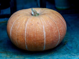 Closeup of harvested pumpkin fruit