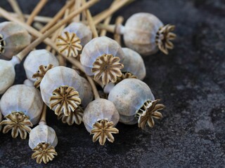 Closeup of bunch of dried poppy pods with stem on wet ground