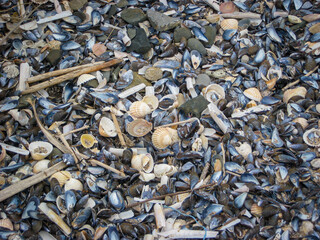 A cluster of seashells on the sea beach.