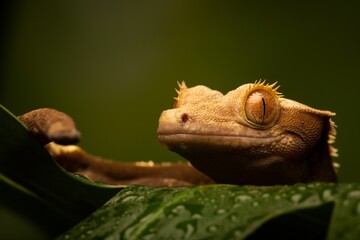Closeup shot of the New Caledonian Crested gecko (Correlophus ciliatus) on a green leaf