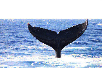 whale doing diving show