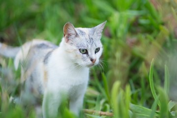 Naklejka na ściany i meble White-grey cat standing on the grasses
