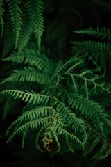 Vertical shot of bright green fern plants in a forest