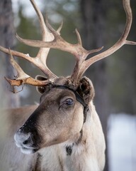 Vertical closeup shot of a brown reindeer with antlers in a snowy forest