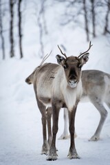 Vertical shot of fluffy reindeer in a snowy forest