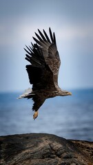 Vertical shot of a brown bald eagle flying over a rock on the sea