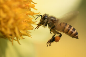 Macro shot of a honey hunter bee looking for pollen in the yellow flower