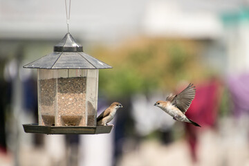 Shallow focus shot of two house sparrows (Passer domesticus) near the bird feeder