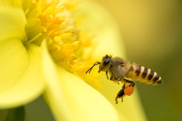 Macro shot of a bee collecting pollen from a yellow flower