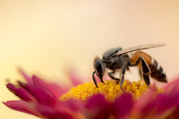 Macro shot of a bee collecting pollen from a pink flower