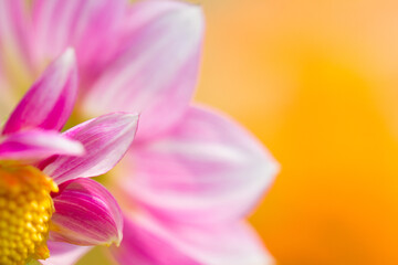 Macro shot of a pink Dahlia Hortensis flower against the blurry orange background