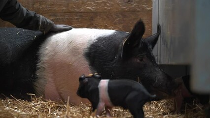 Person's hand petting a mother pig with tenderness after it gave birth