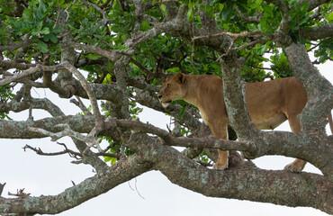 Naklejka na ściany i meble Lioness on a tree looking for prey in Serengeti National Park, Tanzania