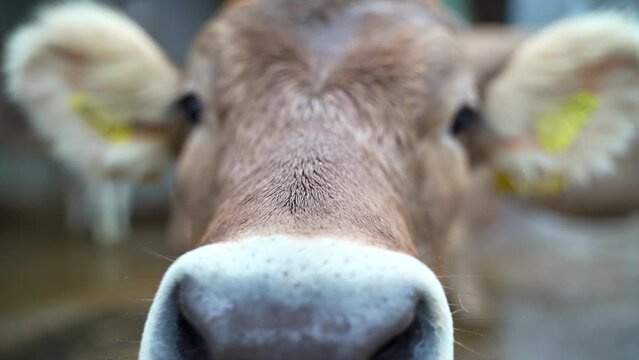 Closeup shot of a cow's head smelling the camera