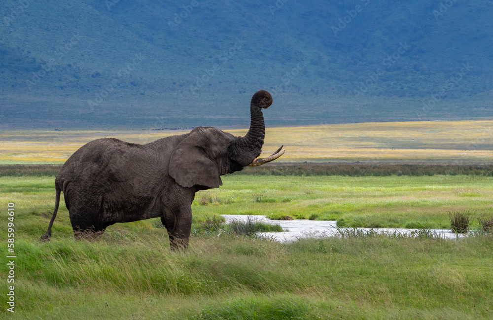 Poster adult african elephant on a green meadow in serengeti national park, tanzania