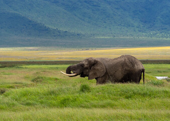 Naklejka na ściany i meble Adult African elephant drinking water on a green meadow in Serengeti National Park, Tanzania