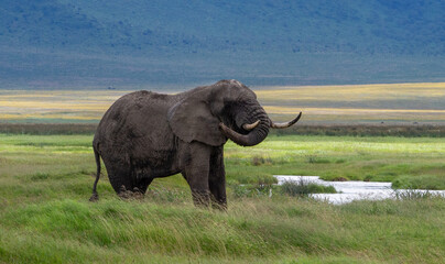 Adult African elephant on a green meadow in Serengeti National Park, Tanzania