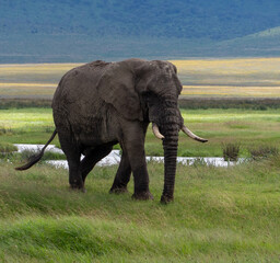 Naklejka na ściany i meble Adult African elephant on a green meadow in Serengeti National Park, Tanzania