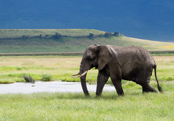 Naklejka na ściany i meble Adult African elephant on a green meadow in Serengeti National Park, Tanzania