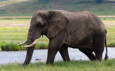 Naklejka na ściany i meble Adult African elephant walking on a lakeshore in Serengeti National Park, Tanzania