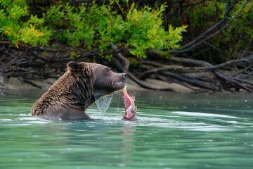 Closeup of the Alaskan Brown Bear (Ursus horribilis) in Lake Clark National Park Alaska