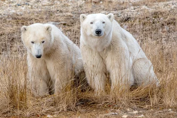 Fotobehang Closeup shot of two polar bears sitting on the dry grass © Garth Irvine/Wirestock Creators