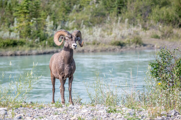 Big horn ram in its natural habitat