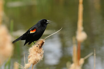 Closeup shot of a common blackbird perched on a bamboo in a swamp