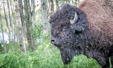 Closeup shot of a bison in its natural habitat
