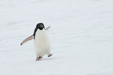 Fototapeta premium Closeup shot of a cute Adelie penguin walking on ice floe
