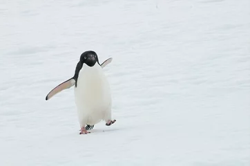 Rolgordijnen Closeup shot of a cute Adelie penguin walking on ice floe © Garth Irvine/Wirestock Creators