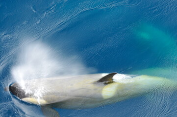 High angle shot of a swimming orca breathing in the ocean