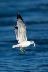 a seagull with food in its beak in flight
