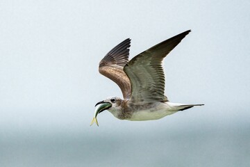 a seagull is flying over water while eating food