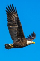 an eagle flying through a blue sky in the daytime time