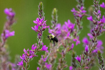 a bee sitting on top of a purple flower covered field