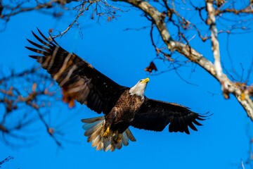 a bald eagle is about to land in a tree, the sky in the background
