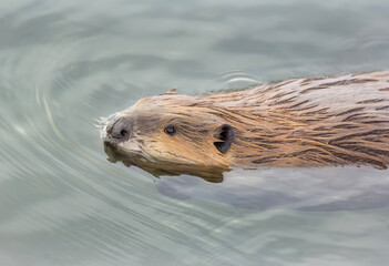 Beaver in Yellowstone River