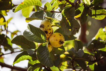 Goiabeira com frutos e folhas. Fruta. Alimento.