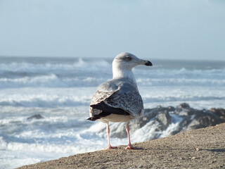 lonely seagull on the beach in rough sea day