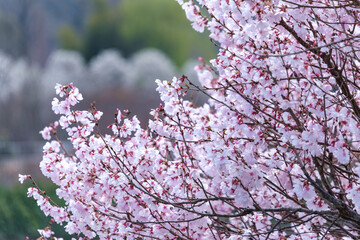 桜とモクレン