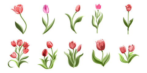 Obraz premium Tulip vector set collection graphic clipart design