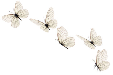 Beautiful white butterfly flying on white background - obrazy, fototapety, plakaty