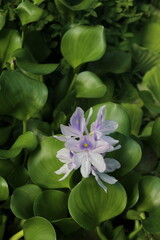 Common water hyacinth (Pontederia crassipes) found in a small pond in Costa Rica